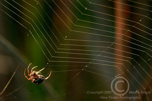 Show Me The Spiders!-spider-1.jpg