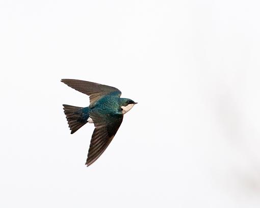 Tree Swallow Flying-tree-swallow-flying.jpg