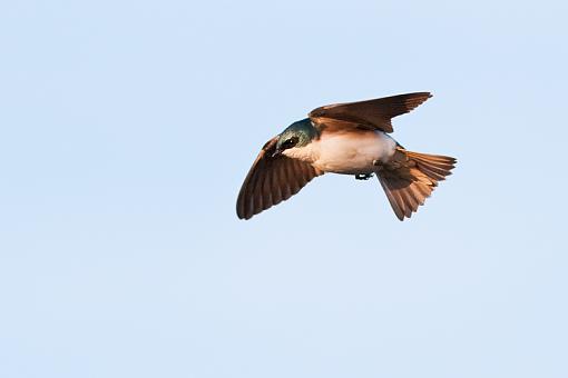 Tree Swallow Flying-tree-swallow-flying-into-sunset.jpg