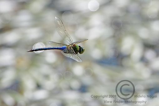 Summer = Dragonflies!-dragons-09-1.jpg