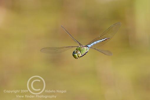 Summer = Dragonflies!-dragons-09-2.jpg