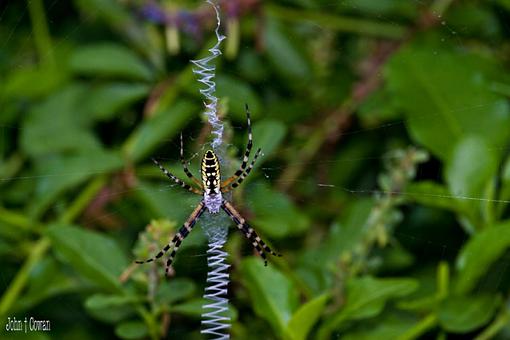 Show Me The Spiders!-img_5522.jpg
