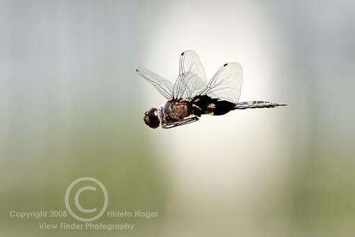 Summer = Dragonflies!-dragons-08.jpg