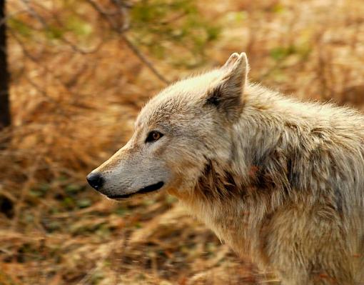 Yellowstone Alpha Wolf-phpwbvpvppm.jpg