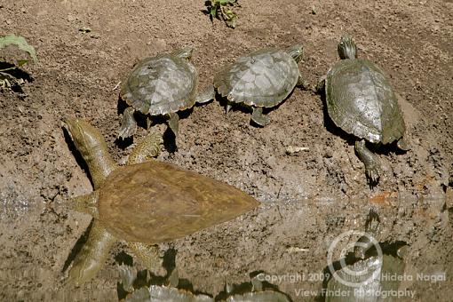 Creek-Side Critters-creek-creatures-2.jpg