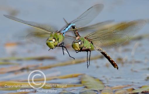 Summer = Dragonflies!-dragons-09-3.jpg