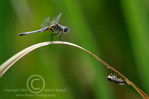 Summer = Dragonflies!-dragons-09-4.jpg