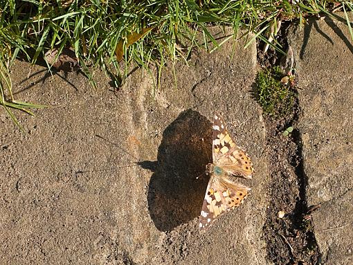 Painted Lady-img_5264.jpg