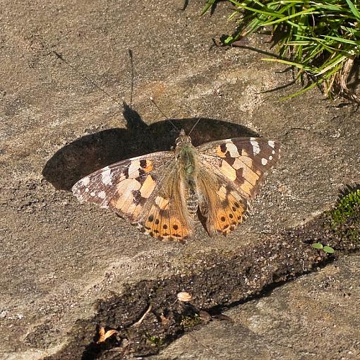 Painted Lady-img_5263.jpg