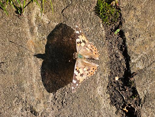 Painted Lady-img_5265.jpg