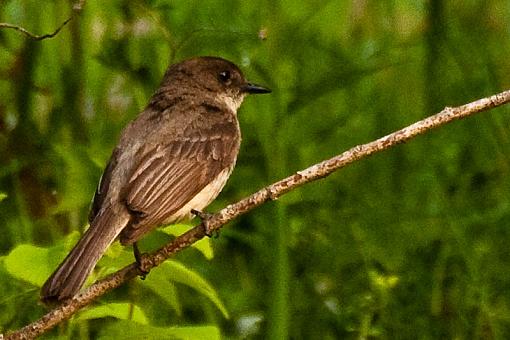 Eastern Phoebe-img_7728.jpg