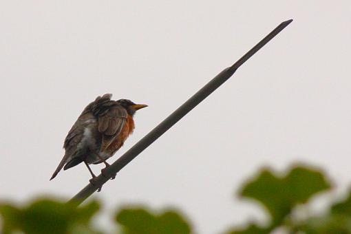 Robins-20090613-img_0781.jpg