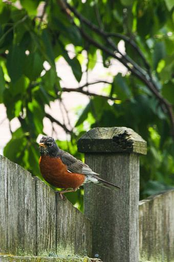 Robins-20090613-img_0807.jpg