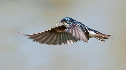 Tree swallow with nesting materal-wing-forward.jpg