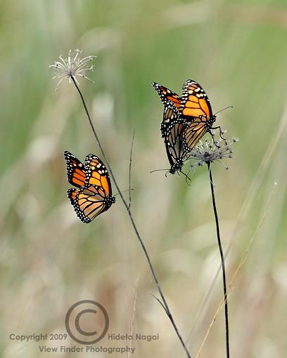 Three is definitely a crowd.-monarchs-1.jpg