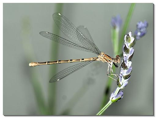 Damsel fly-dfly2.jpg