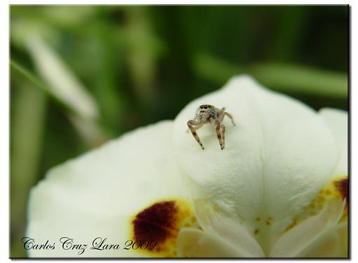 Jumping Spider On a African Lily-ara%F1-2.jpg