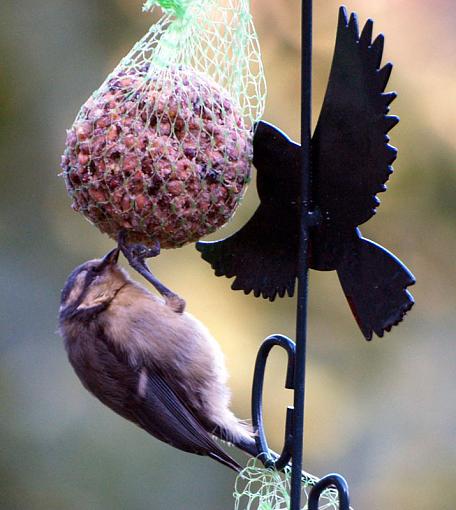 Spring 2009 Bird ID Thread.-20090621_7.jpg