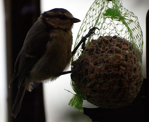 Spring 2009 Bird ID Thread.-20090621_14.jpg