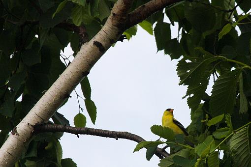 Goldfinch :)-20090621-img_1566.jpg