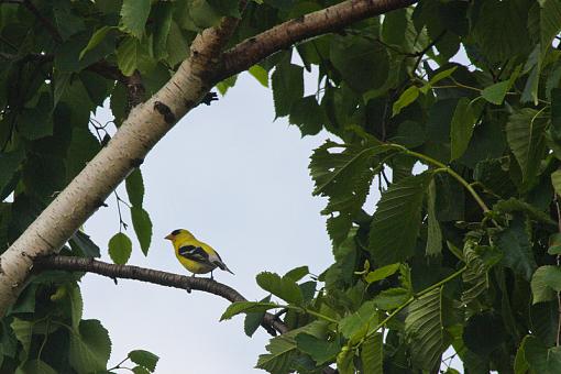 Goldfinch :)-20090621-img_1552.jpg