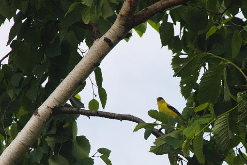 Goldfinch :)-20090621-img_1555.jpg