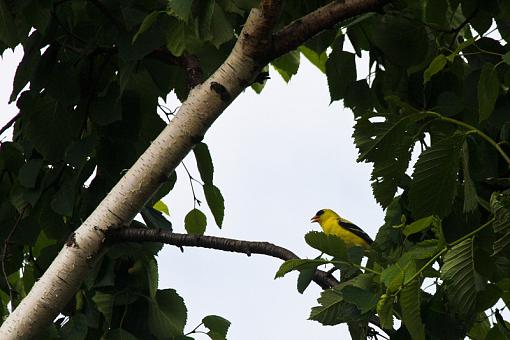 Goldfinch :)-20090621-img_1558.jpg