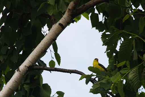 Goldfinch :)-20090621-img_1561.jpg