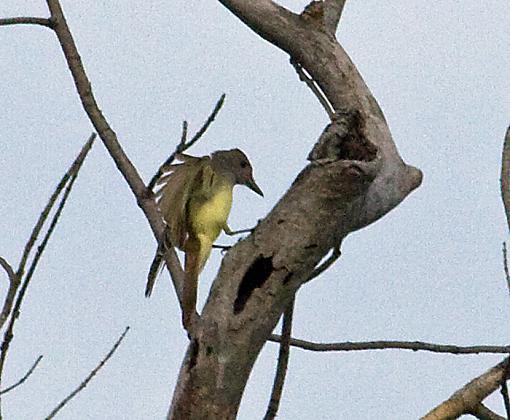 Spring 2009 Bird ID Thread.-great-crested-flycatcher-1.jpg