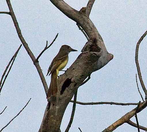 Spring 2009 Bird ID Thread.-great-crested-flycatcher-2.jpg