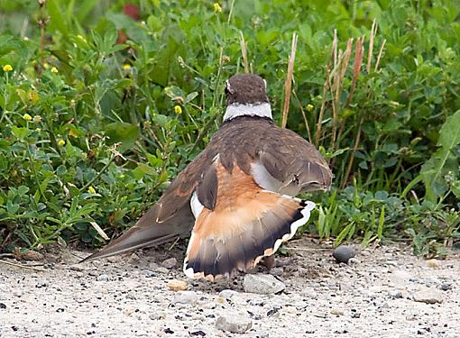 Killdeer - Broken wing display-killdeer-broken-wing.jpg