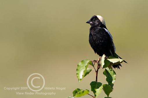 A Bobolink Adventure-bobolink-1.jpg