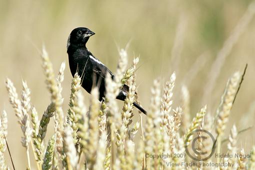 A Bobolink Adventure-bobolink-2.jpg