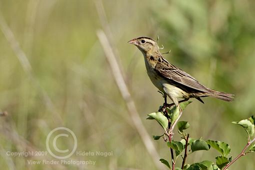 A Bobolink Adventure-bobolink-3.jpg