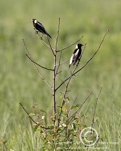 A Bobolink Adventure-bobolink-4.jpg