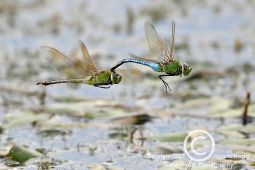 Summer = Dragonflies!-dragons-09-6.jpg