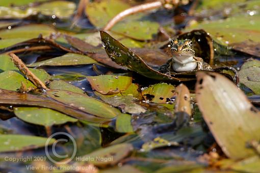 Life Raft-frog-leaf.jpg