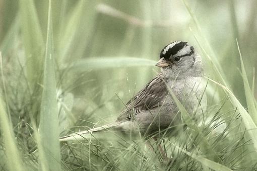 A different look-morning-sparrow.jpg