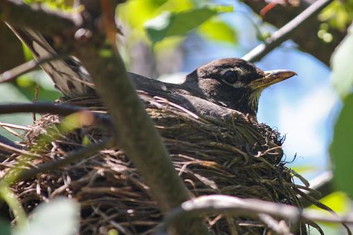 Momma Robin in Nest-20090628-img_1730.jpg