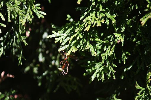 Wasp (or Hornet?) with kill-20090628-img_1753.jpg