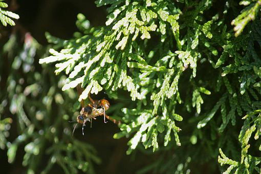 Wasp (or Hornet?) with kill-20090628-img_1761.jpg