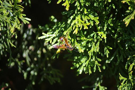 Wasp (or Hornet?) with kill-20090628-img_1767.jpg