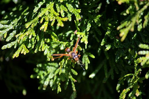 Wasp (or Hornet?) with kill-20090628-img_1777.jpg