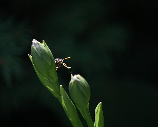 Another Wasp-20090628-img_1793.jpg