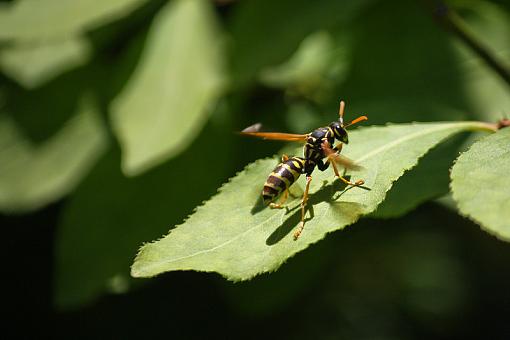 Another Wasp-20090628-img_1800.jpg