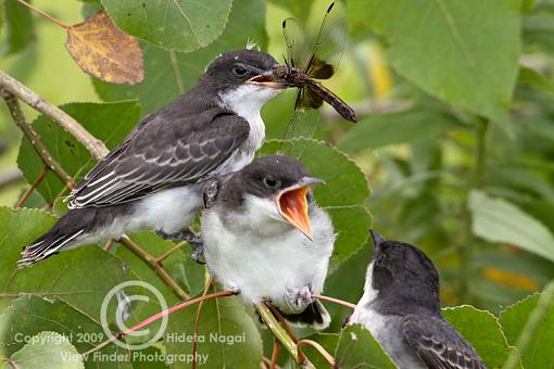 Eastern Kingbird-kingbird-1-.jpg