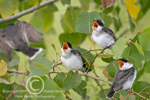 Eastern Kingbird-kingbird-1-b.jpg