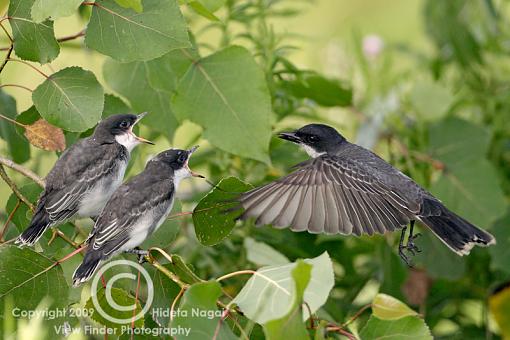 Eastern Kingbird-kingbird-1-c.jpg