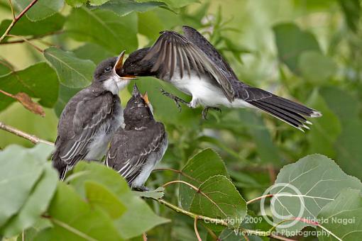 Eastern Kingbird-kingbird-1-d.jpg