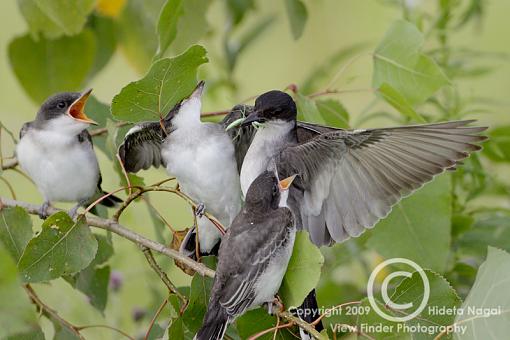 Eastern Kingbird-kingbird-1-e.jpg